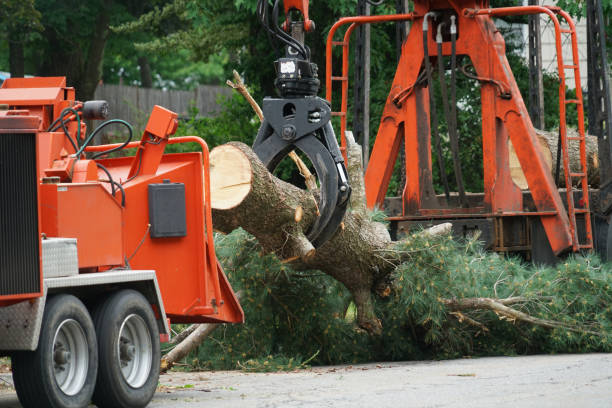 Best Leaf Removal  in Lake Wildwood, CA